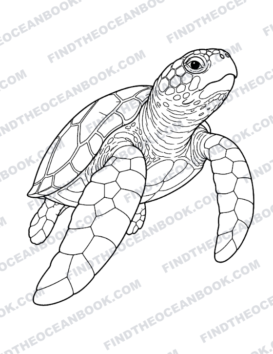 Coloring page — a sea turtle swimming, seen from above