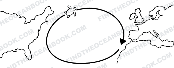 Chapter four illustration — a young turtle drifting in seaweed